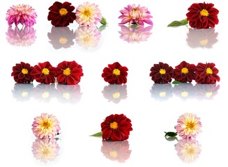 Dahlienblütenset (seitlich)