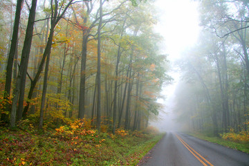 Foggy autumn drive in Allegheny national forest