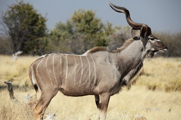 Kudu Antilope - 25533016