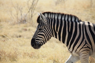 Zebra im Etosha Nationalpark