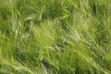 barley field detail