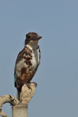 The White throated kingfisher - Halcyon smyrnensis