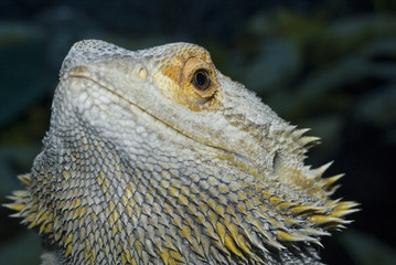 Lizar