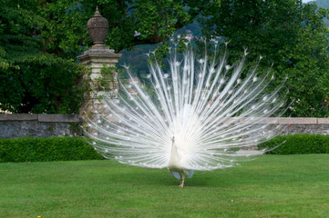 peacocks