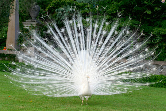 Fototapeta peacocks