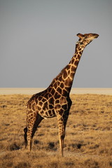 Giraffe im Etosha Nationalpark