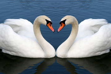 swan in love