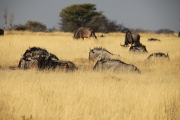 Fototapeta na wymiar Gnu Antilope