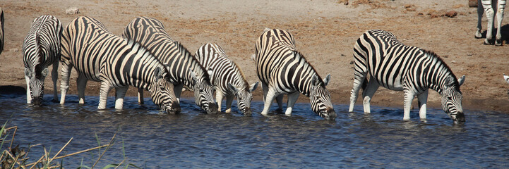 Fototapeta na wymiar Stado zebr w Parku Narodowym Etosha