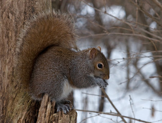 Gray Squirrel in a Winter Woodland