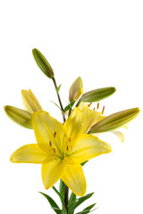 beautiful yellow lily