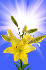 beautiful yellow lily