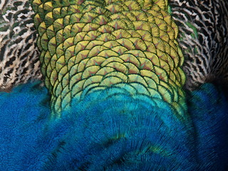 Fototapeta premium Pfauenfeder