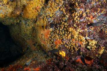 anemona amarilla parazoanthus