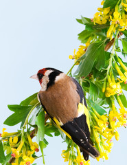 Goldfinch