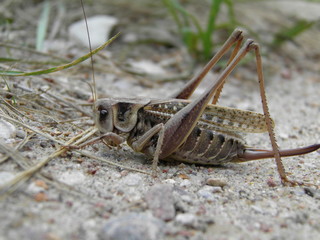 Большой кузнечик на песке