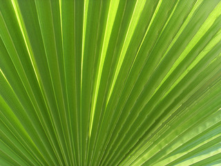 fond texture tropical feuille palmier vert