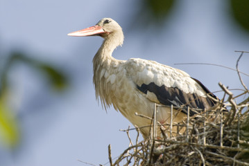 White Stork