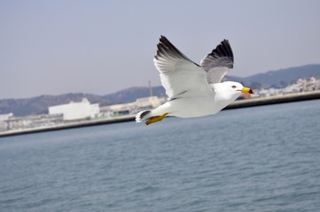 Flying seagull