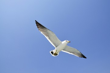 Flying seagull