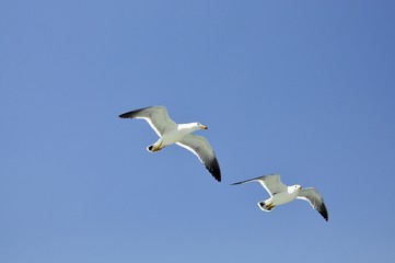 Pair of seagulls flying