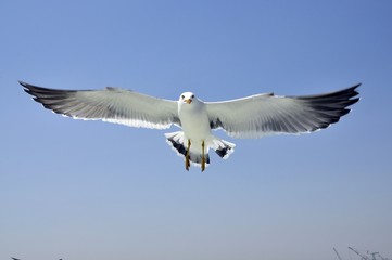 Full stretched wings seagull