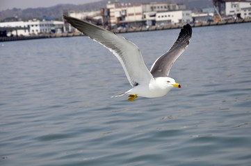 Fototapeta na wymiar flying seagull with blue background