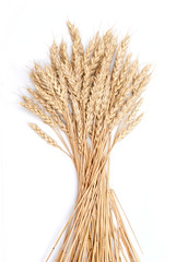 Fototapeta premium wheat grass