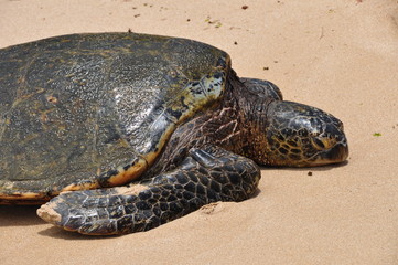 grüne Seeschildkröte 2