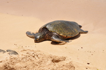 grüne Seeschildkröte