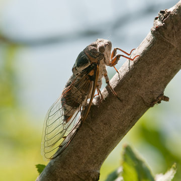 cicada