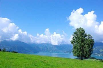 Fototapeta na wymiar arbre Tyrol