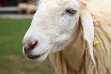 Sheep in the farm