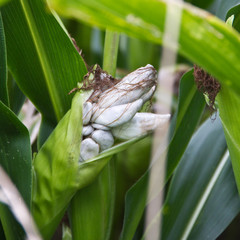 mais maisbeulenbrand