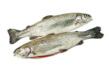 trout