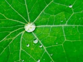 Wate drops on leaf