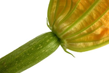 Zuccini
