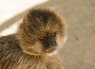 Obraz premium Capuchin weeper monkey Cebus Olivaceus