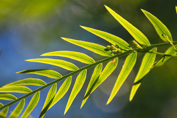 DETALLE DE FOLIOLOS DE SHINUS MOLLE
