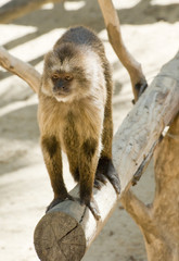 Capuchin Weeper Monkey Cebus Olivaceus