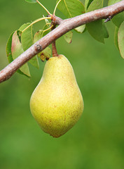 Reife Birne am Birnbaum - Delicious Pear