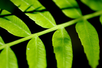 HOJAS EN SOMBRA Y LUZ