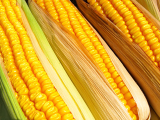 corn