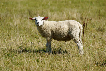 traçabilité du mouton