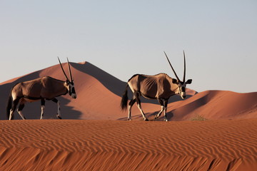 Oryx Antilope - obrazy, fototapety, plakaty