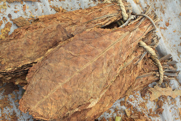 tobacco leaf