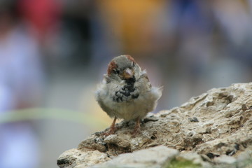 Kleiner Spatz