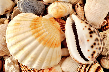 Collezione di conchiglie marine