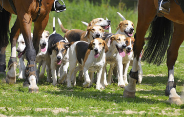 Jagdmeute