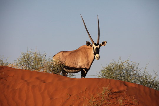 Oryx Antilope